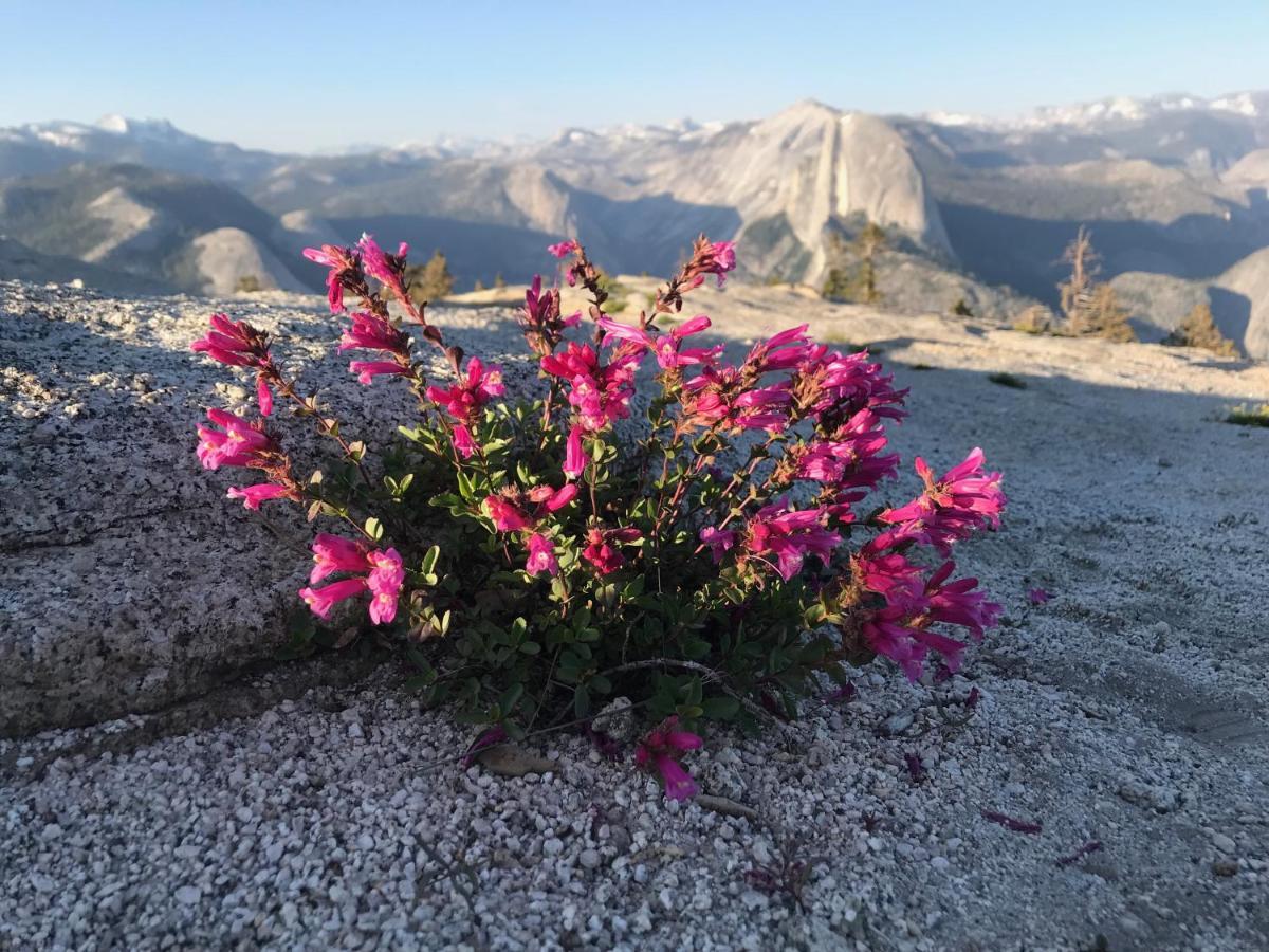 Morning Star Vista Near Yosemite - Countryside With Mountain Views Apartman Mariposa Kültér fotó